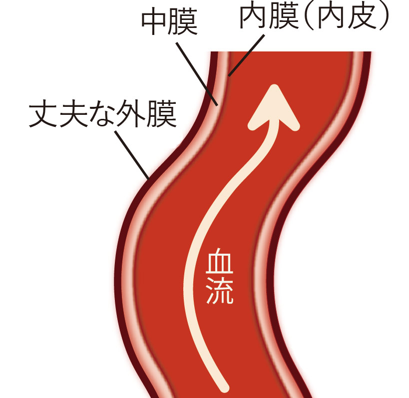 大動脈壁の3層構造 図解